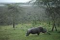 Rhino scratching